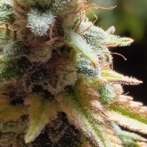 Fat Gorilla  growlog timeline photo