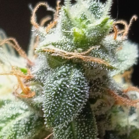 Pink Runtz  growlog timeline photo