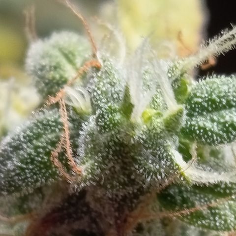 Pink Runtz  growlog timeline photo