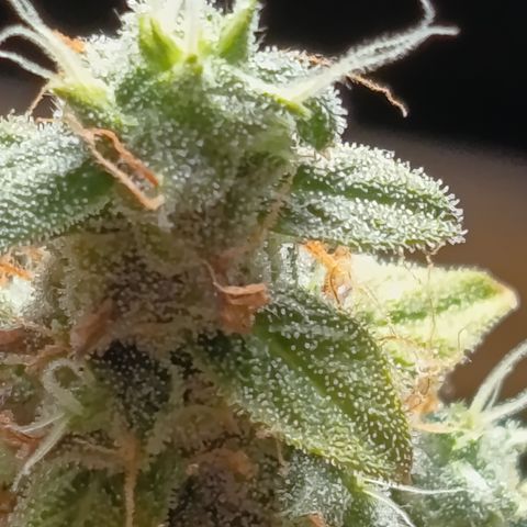 Pink Runtz  growlog timeline photo