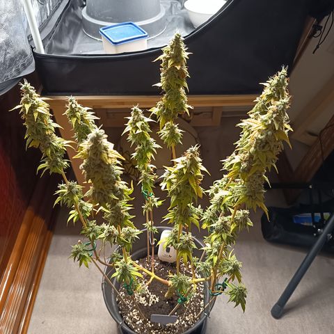 Pink Runtz  growlog timeline photo