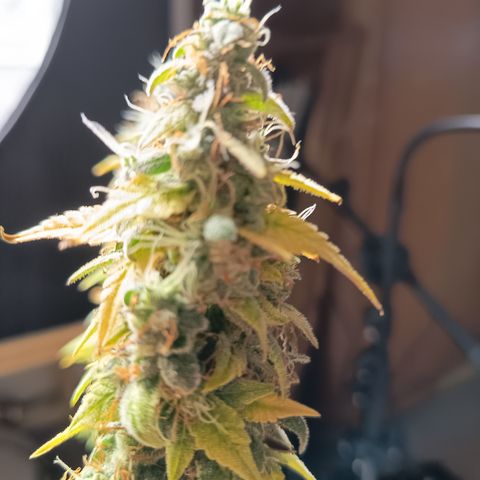 Pink Runtz  growlog timeline photo
