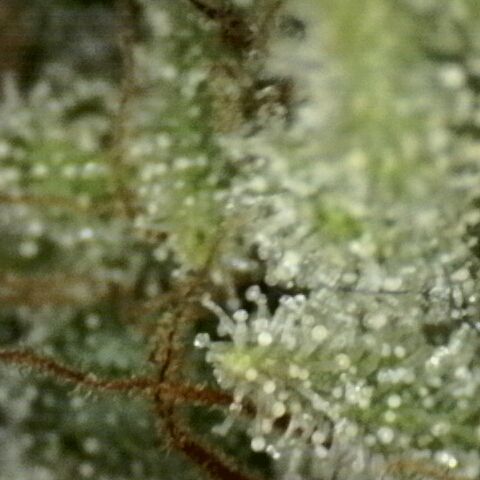 Sherbet Queen  growlog timeline photo