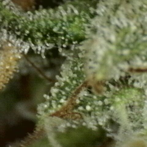 Sherbet Queen  growlog timeline photo