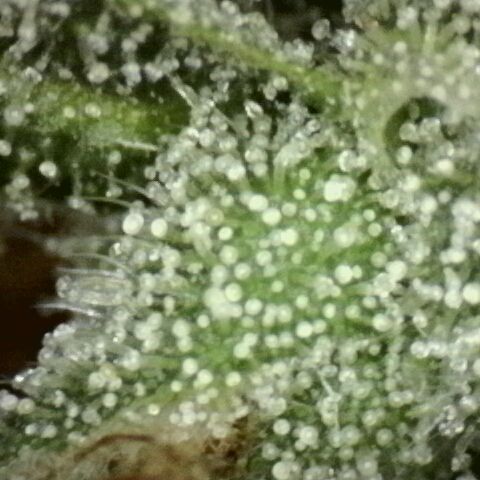 Pink Runtz  growlog timeline photo