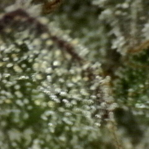 Green Gelato  growlog timeline photo