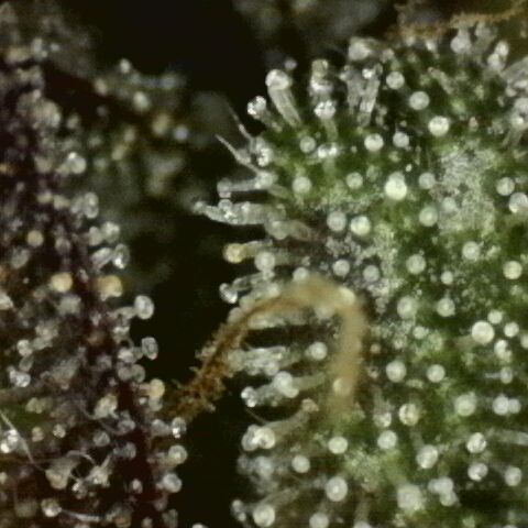 Green Gelato  growlog timeline photo