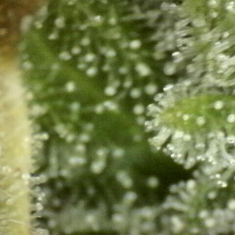 Fat Gorilla  growlog timeline photo