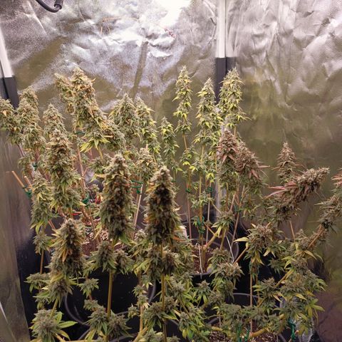 Fat Gorilla  growlog timeline photo