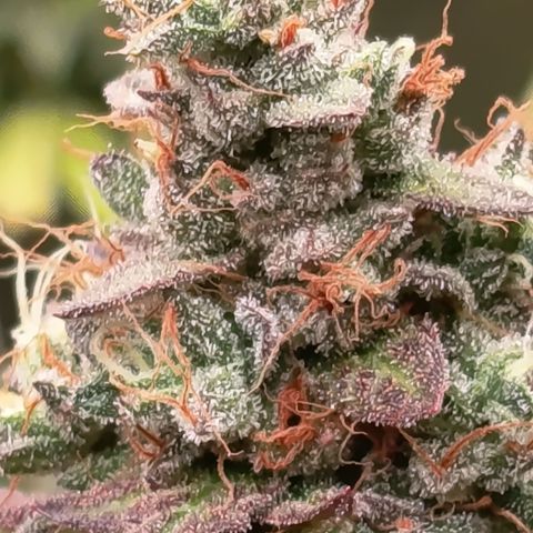 Green Gelato  growlog timeline photo