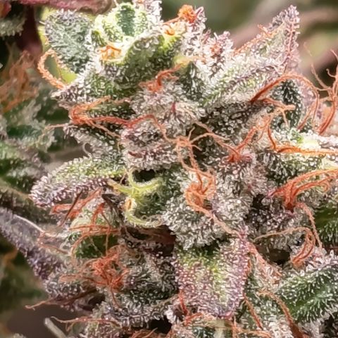Green Gelato  growlog timeline photo