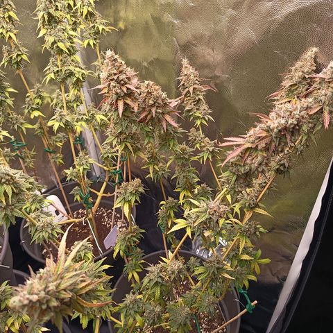 Green Gelato  growlog timeline photo