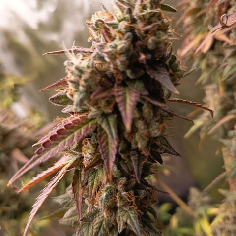 Green Gelato  growlog timeline photo