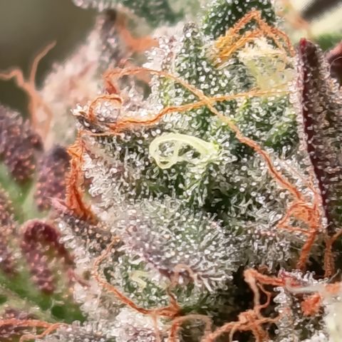 Green Gelato  growlog timeline photo