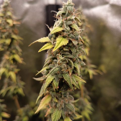 Sherbet Queen  growlog timeline photo