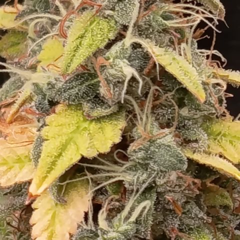 Sherbet Queen  growlog timeline photo