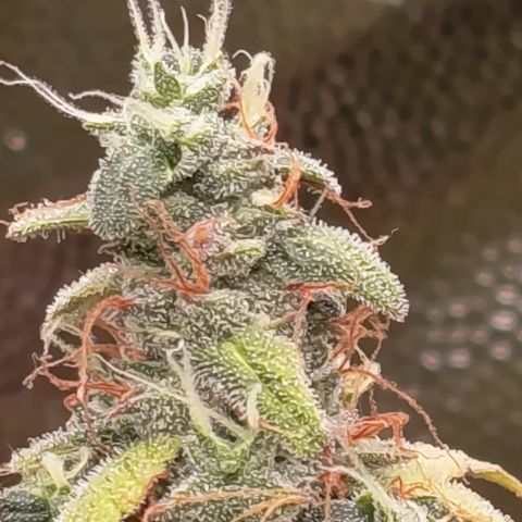 Sherbet Queen  growlog timeline photo