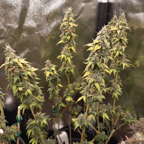 Sherbet Queen  growlog timeline photo