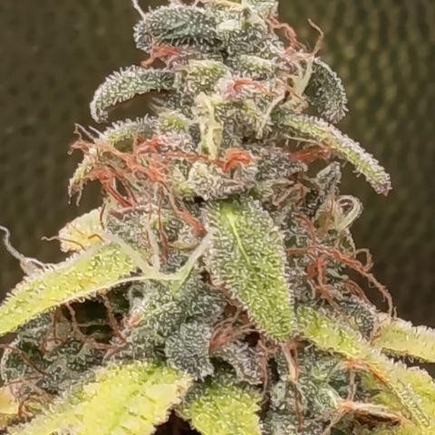 Sherbet Queen  growlog timeline photo