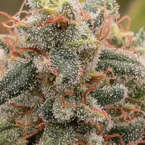 Pink Runtz  growlog timeline photo