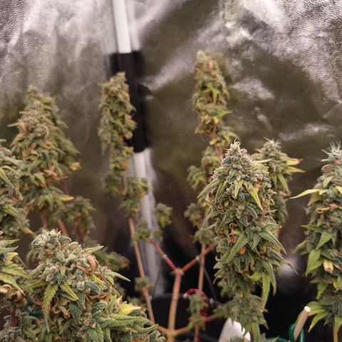 Pink Runtz  growlog timeline photo