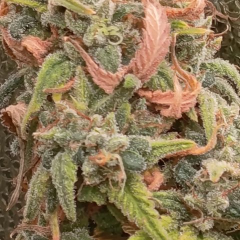 Pink Runtz  growlog timeline photo