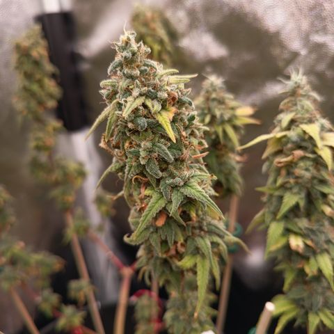 Pink Runtz  growlog timeline photo
