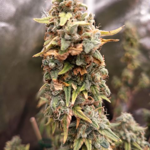 Fat Gorilla  growlog timeline photo