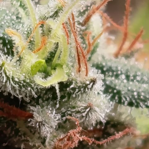 Fat Gorilla  growlog timeline photo