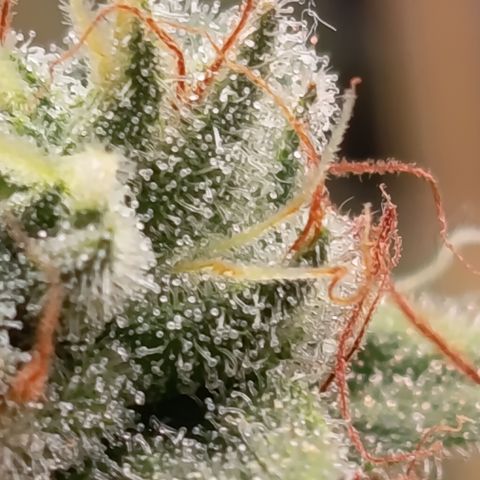 Fat Gorilla  growlog timeline photo