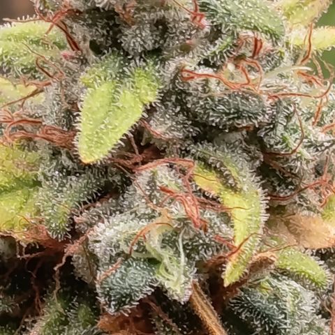 Fat Gorilla  growlog timeline photo