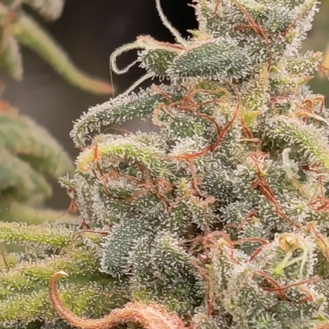 Pink Runtz  growlog timeline photo