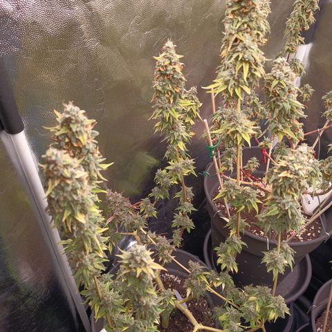 Fat Gorilla  growlog timeline photo