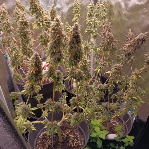 Fat Gorilla  growlog timeline photo