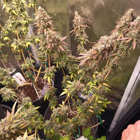 Green Gelato  growlog timeline photo