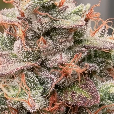 Green Gelato  growlog timeline photo