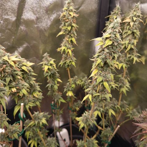 Sherbet Queen  growlog timeline photo