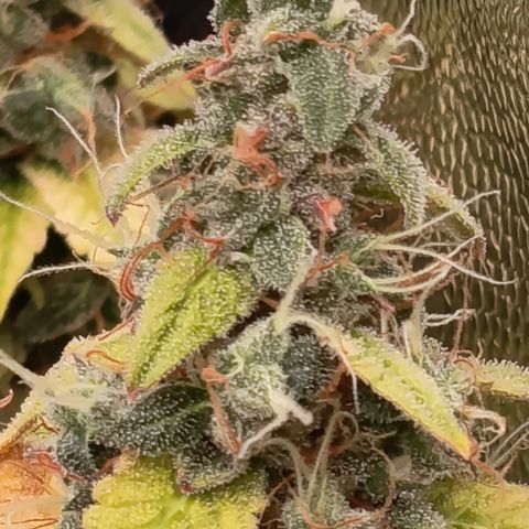Sherbet Queen  growlog timeline photo