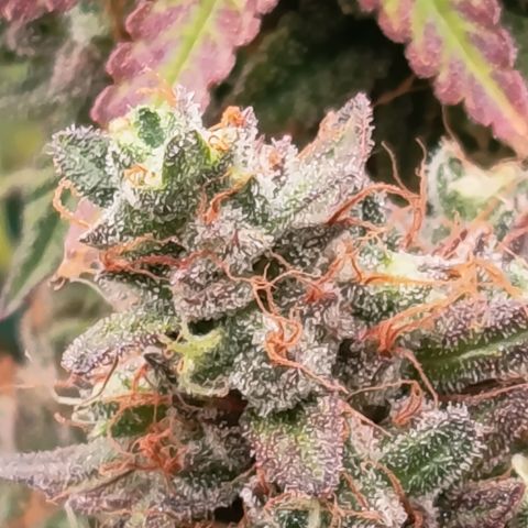 Green Gelato  growlog timeline photo