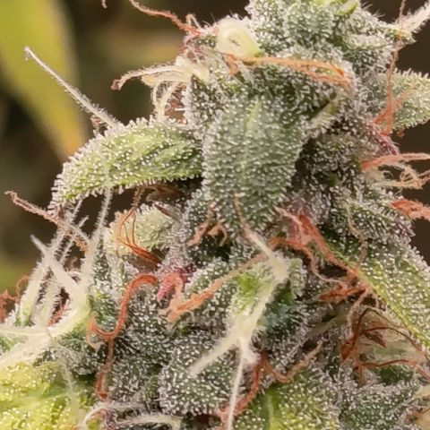 Sherbet Queen  growlog timeline photo