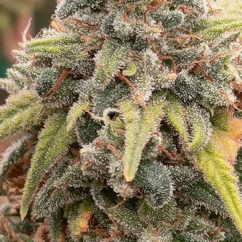 Pink Runtz  growlog timeline photo