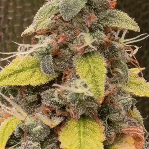 Sherbet Queen  growlog timeline photo