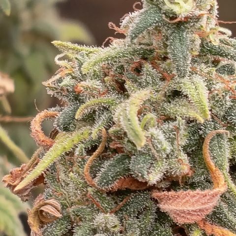 Pink Runtz  growlog timeline photo