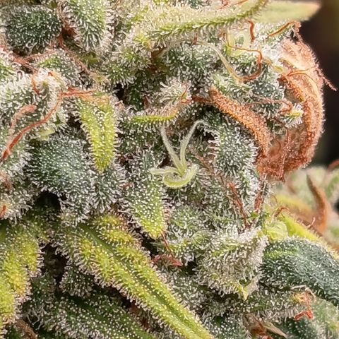 Pink Runtz  growlog timeline photo