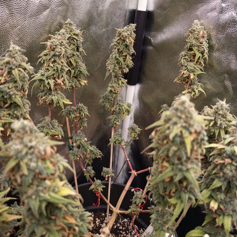 Pink Runtz  growlog timeline photo