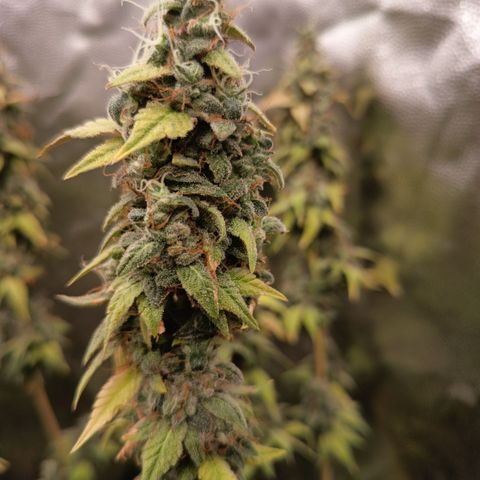 Sherbet Queen  growlog timeline photo