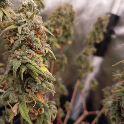Pink Runtz  growlog timeline photo