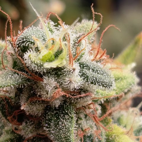 Fat Gorilla  growlog timeline photo