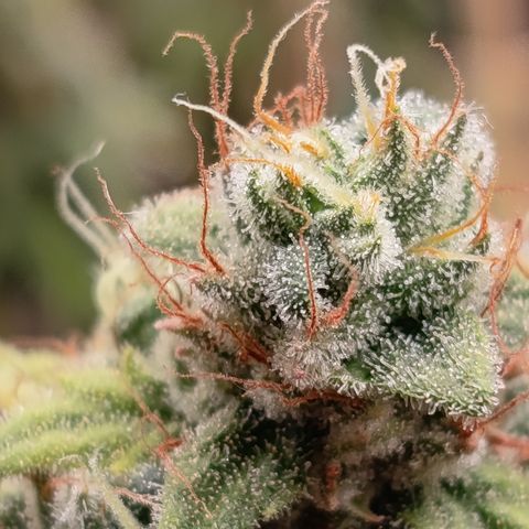 Fat Gorilla  growlog timeline photo