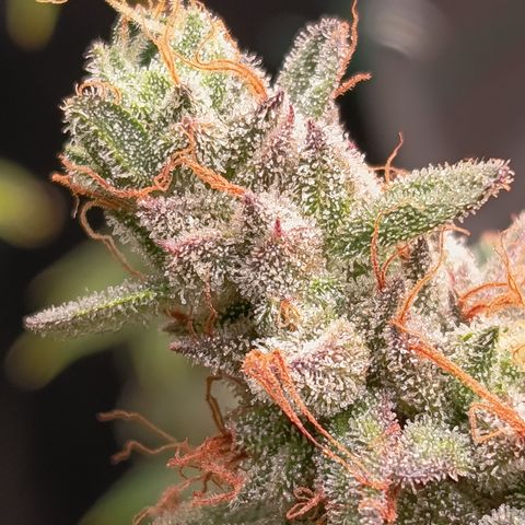 Fat Gorilla  growlog timeline photo